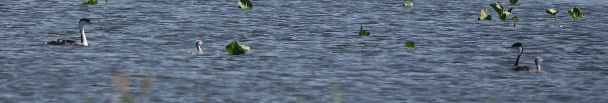 Western Grebe - ML593979141