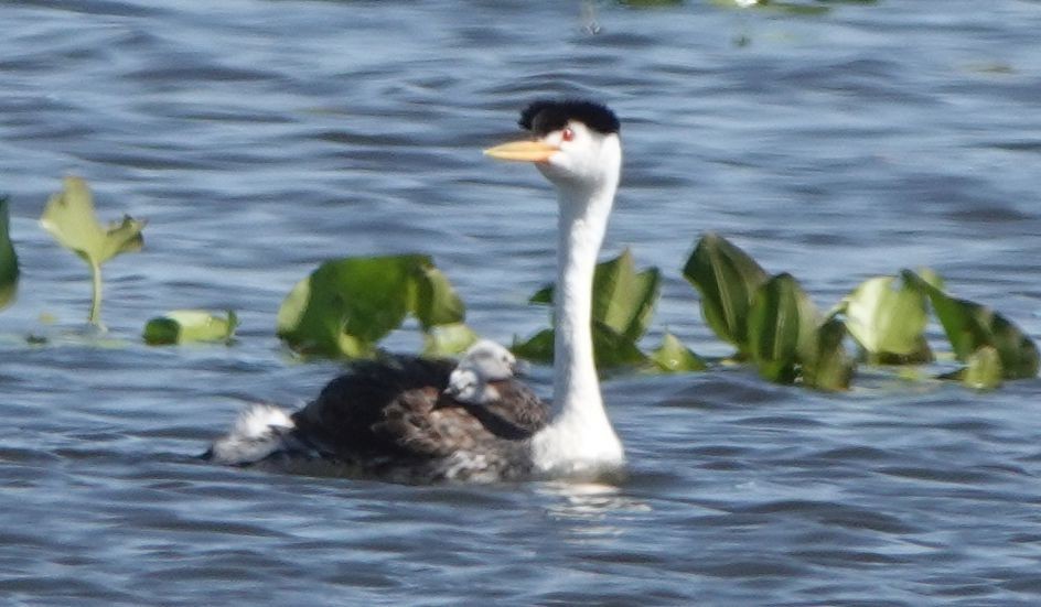 Clark's Grebe - ML593979301