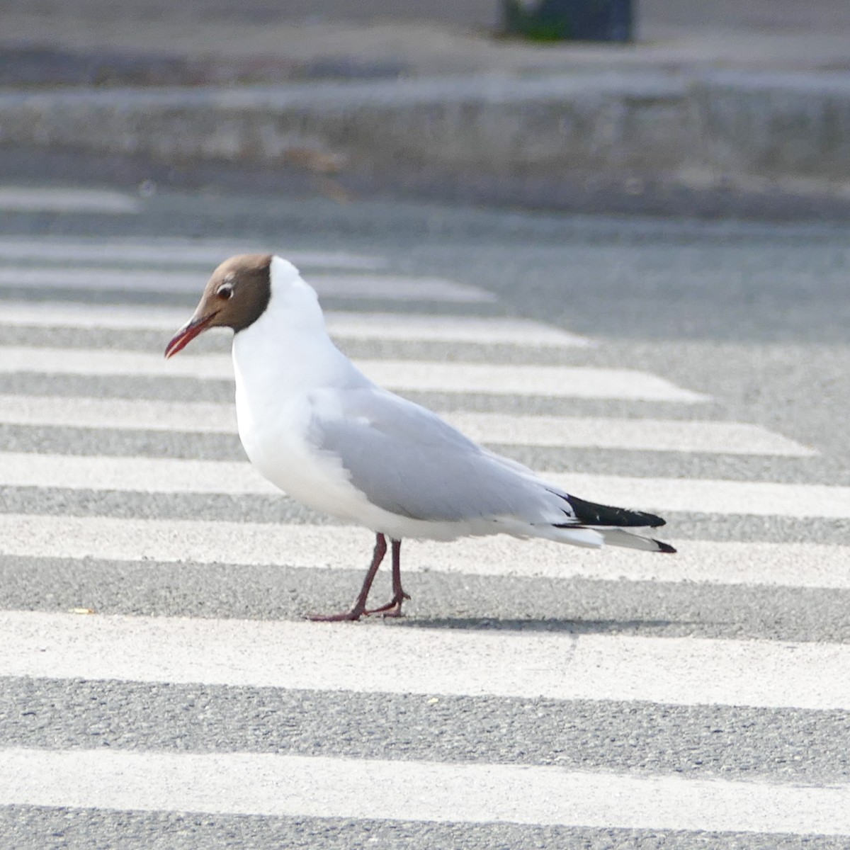 Black-headed Gull - ML593979391