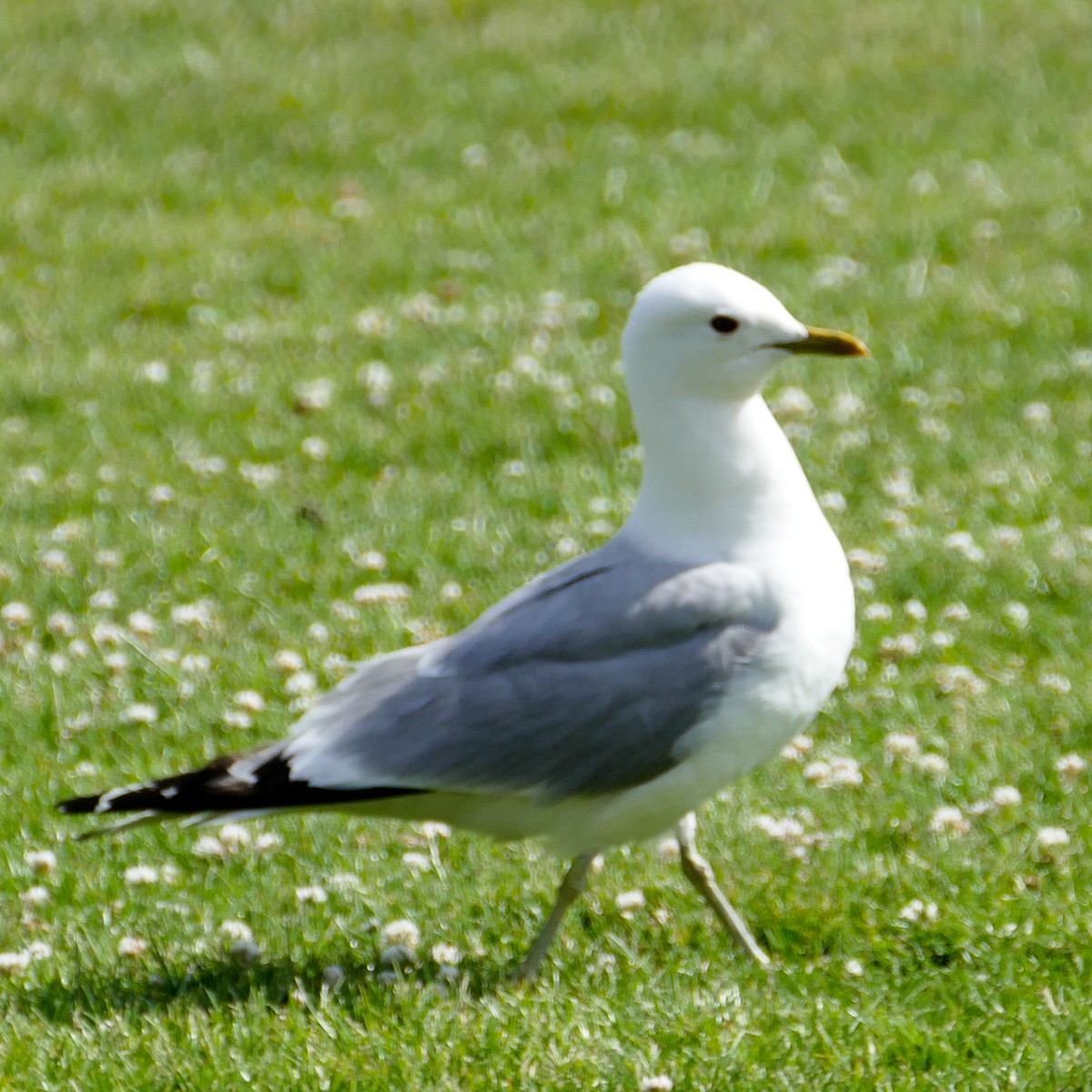 Common Gull - Marco Vergara