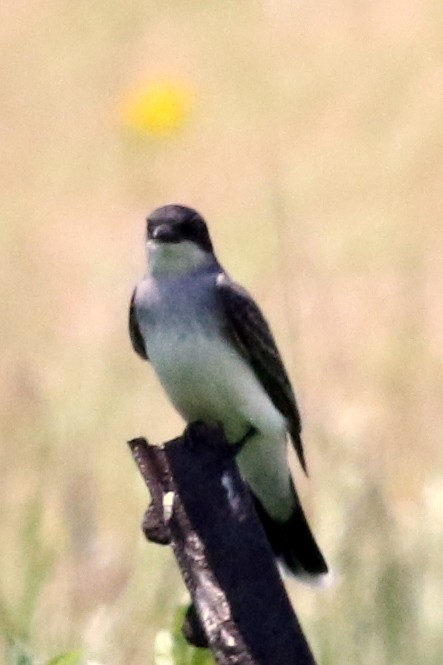 Eastern Kingbird - ML59397971