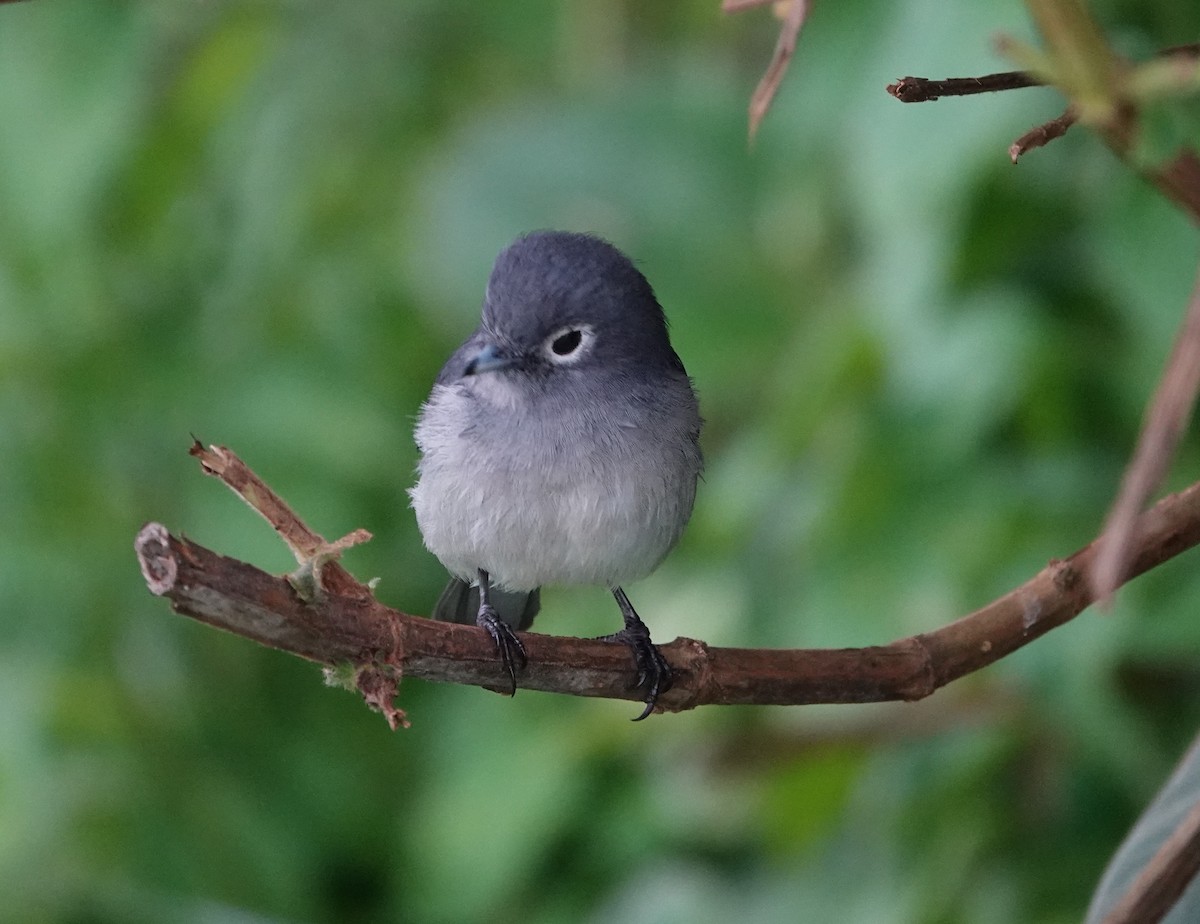 White-eyed Slaty-Flycatcher - ML593980631