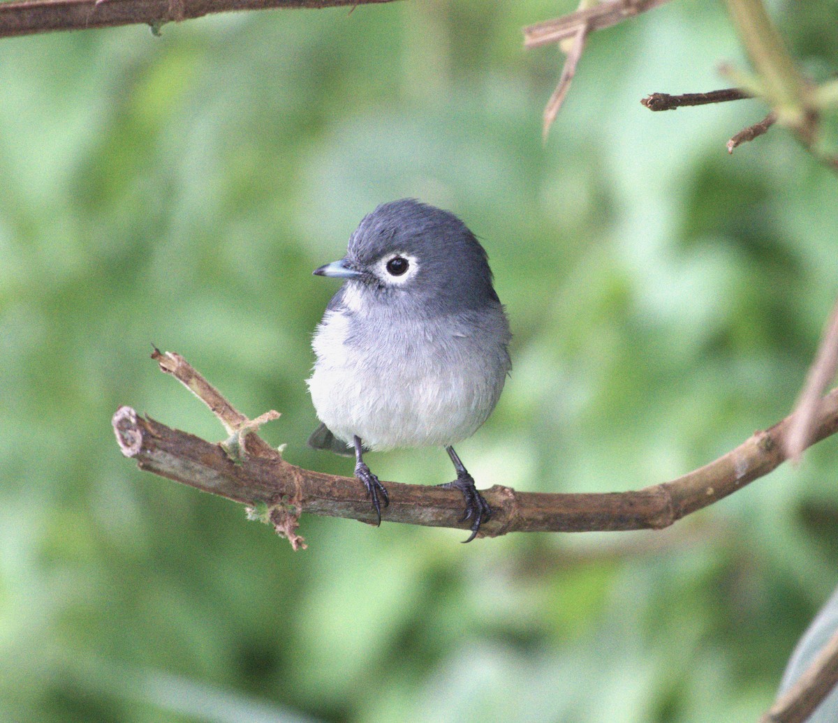 White-eyed Slaty-Flycatcher - Edurne Ugarte