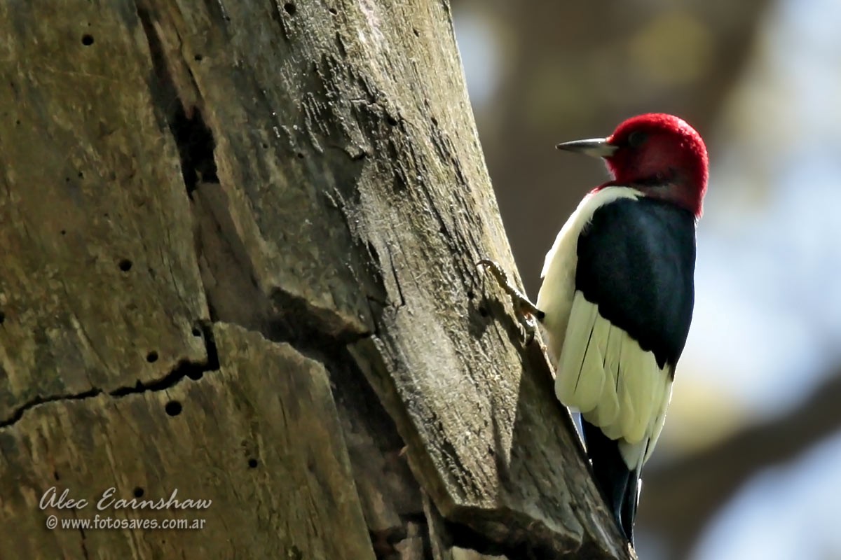 Red-headed Woodpecker - ML59398081