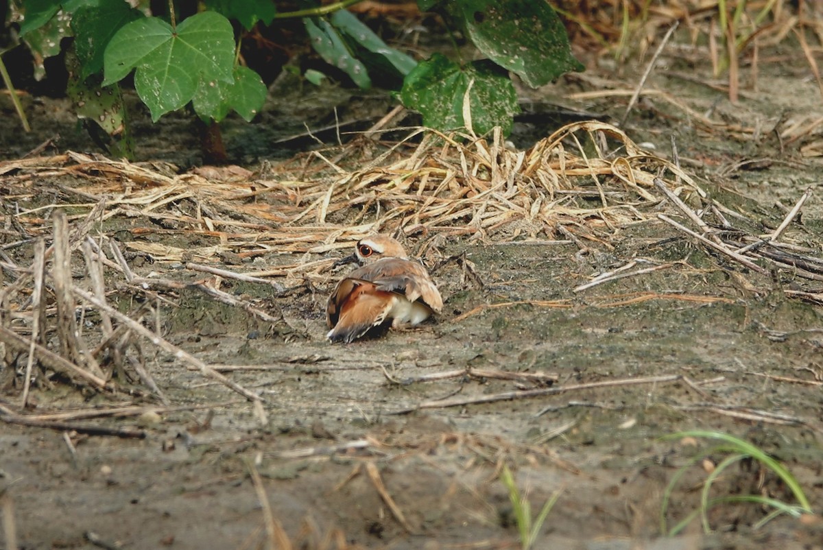 Killdeer - ML593981081