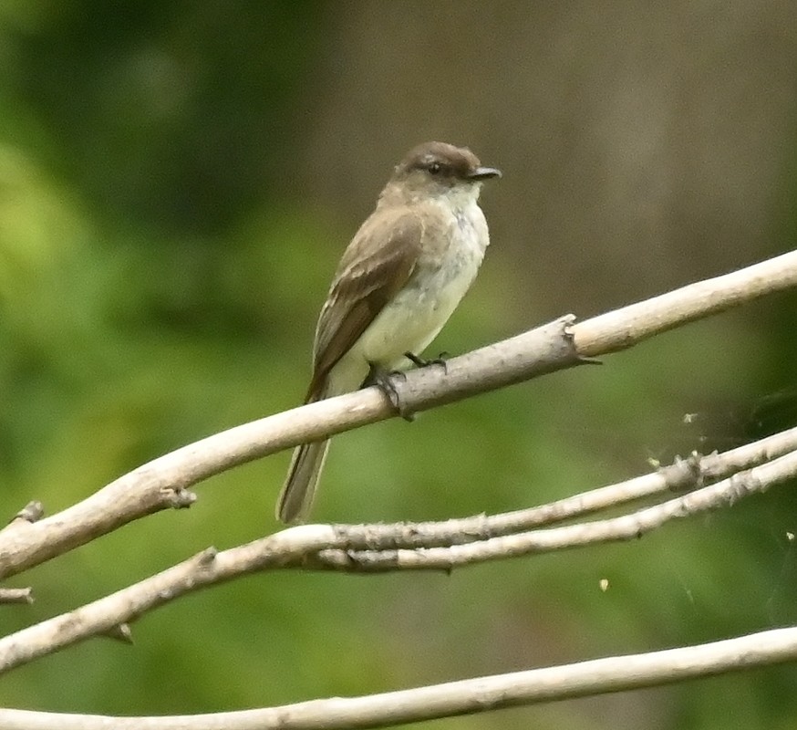 Eastern Phoebe - Regis Fortin