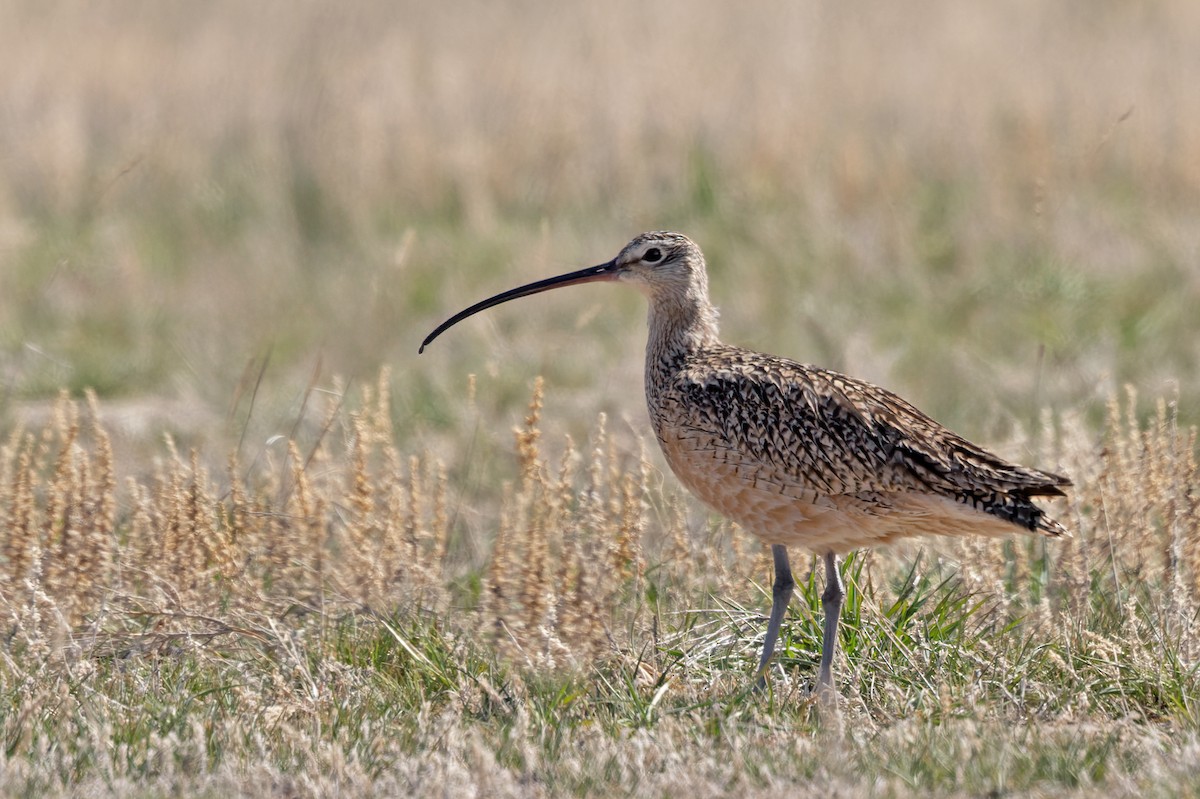 Long-billed Curlew - Lars Petersson | My World of Bird Photography