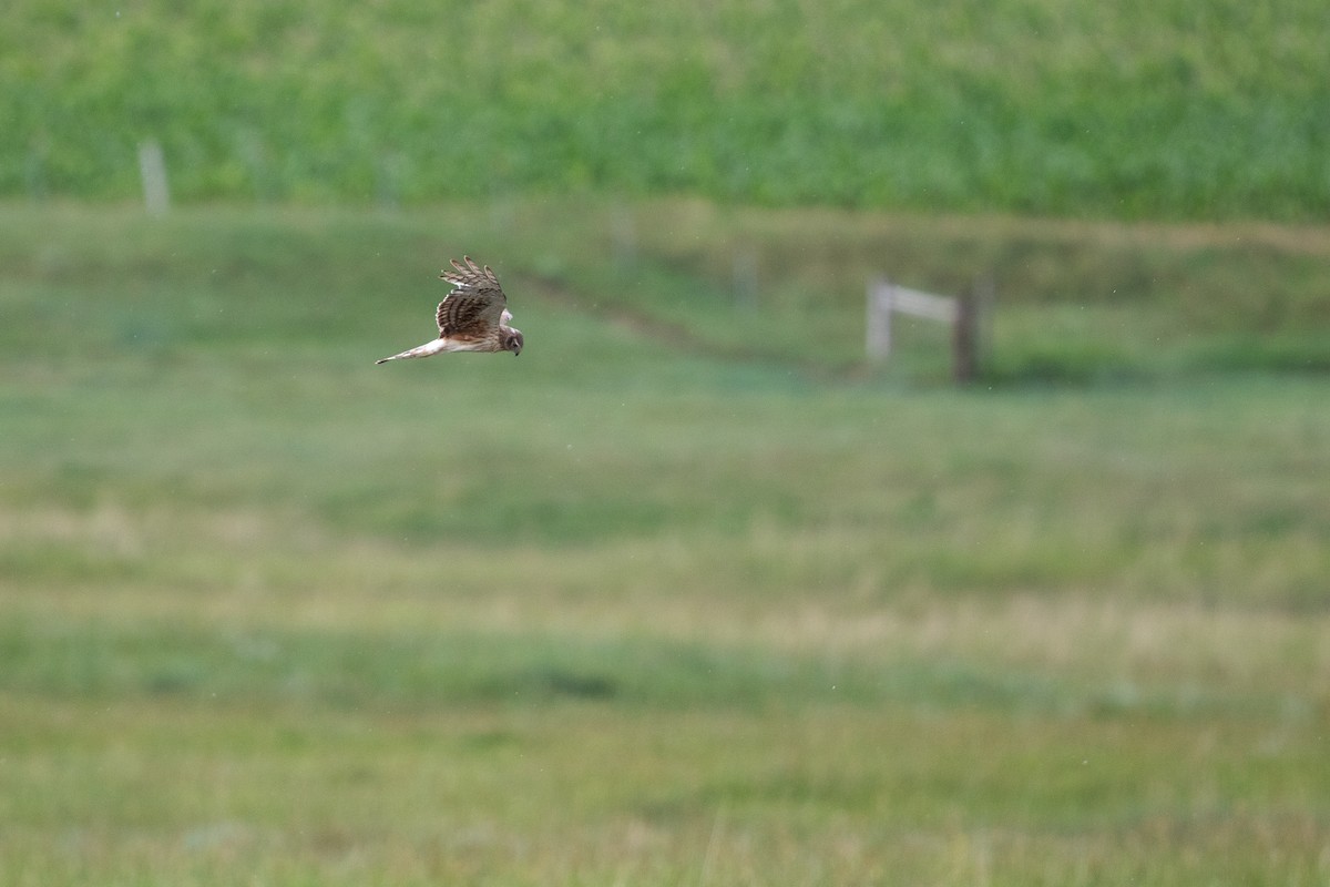 Northern Harrier - Cory Gregory