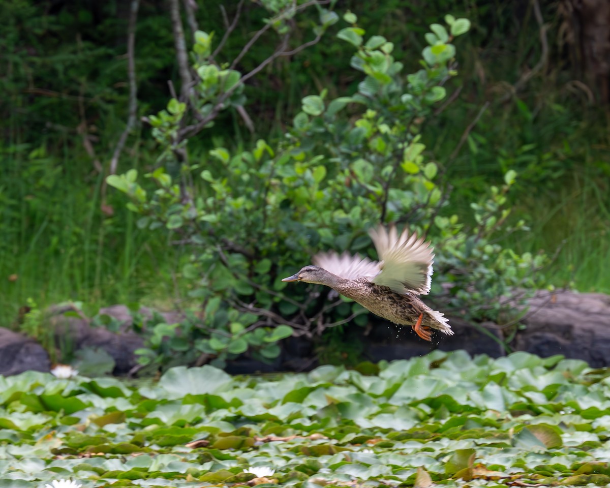 Canard colvert - ML593982741