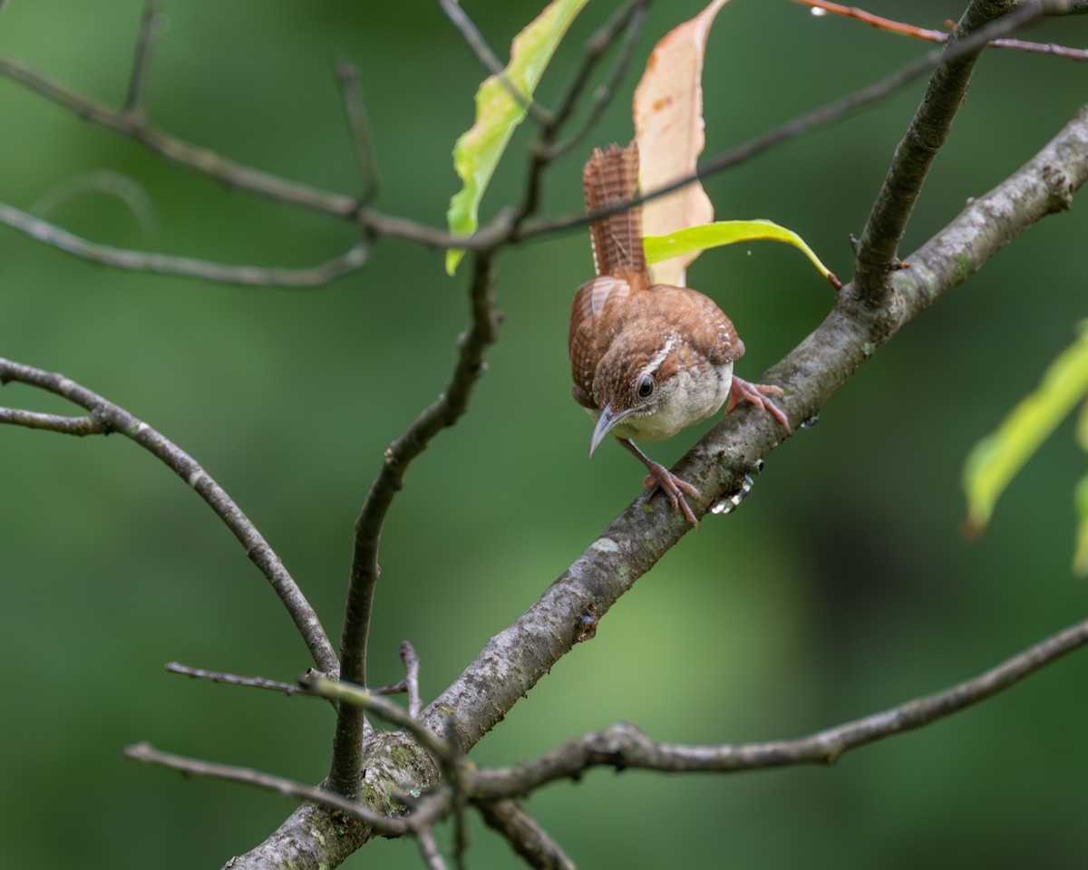 Carolina Wren - ML593982811