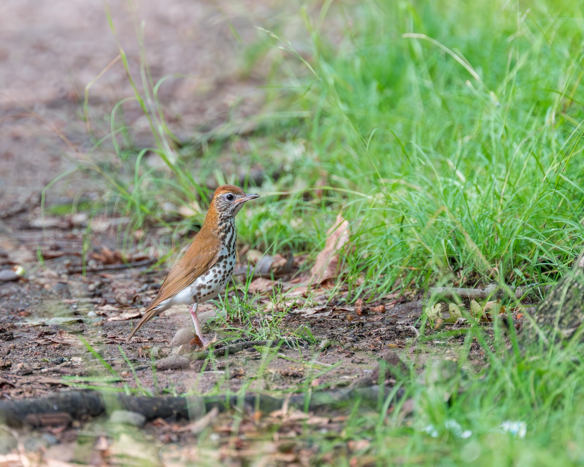 Wood Thrush - ML593982871