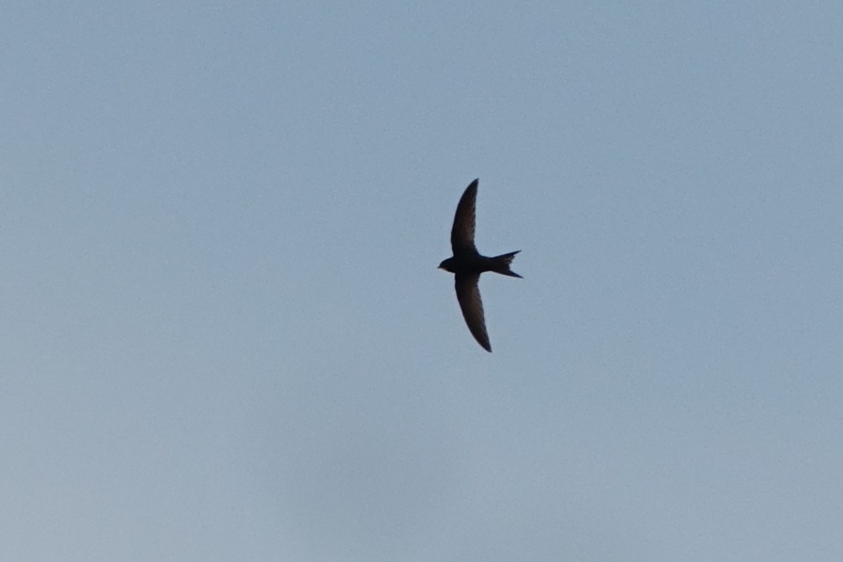 Common Swift - ML593983561