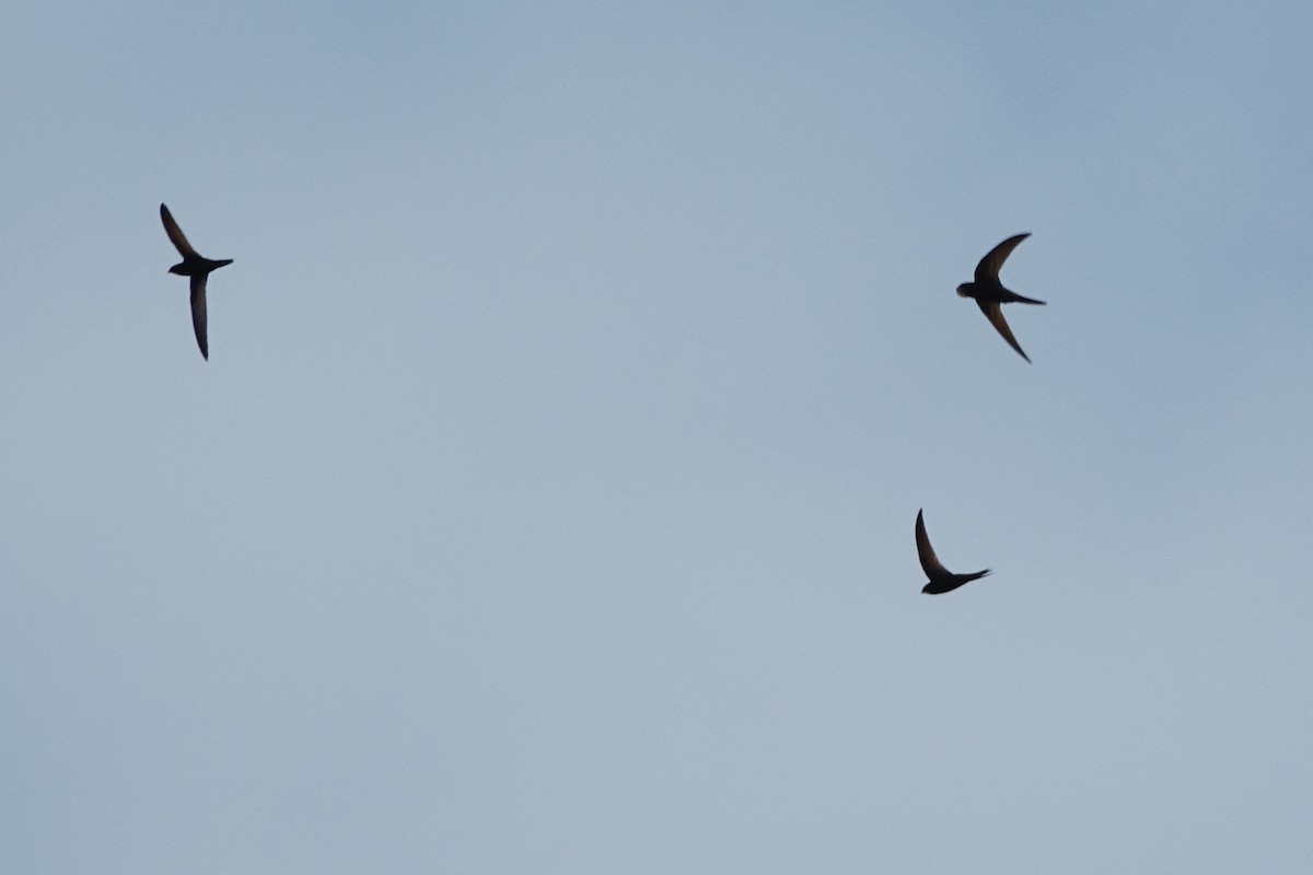 Common Swift - ML593983581