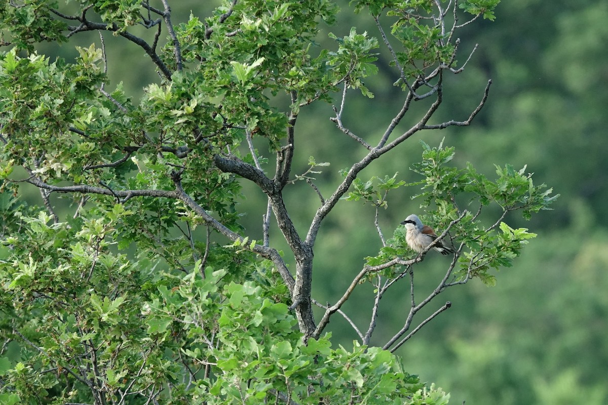 Red-backed Shrike - Vincent Rufray