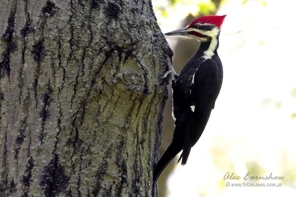 Pileated Woodpecker - ML59398391