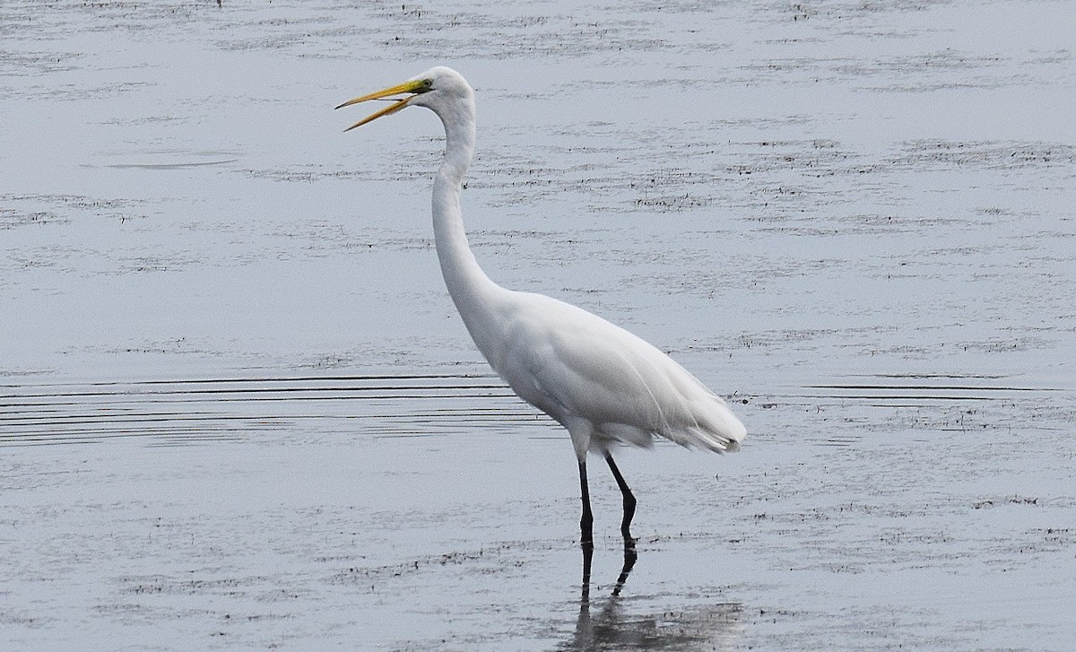 Great Egret - ML593984071