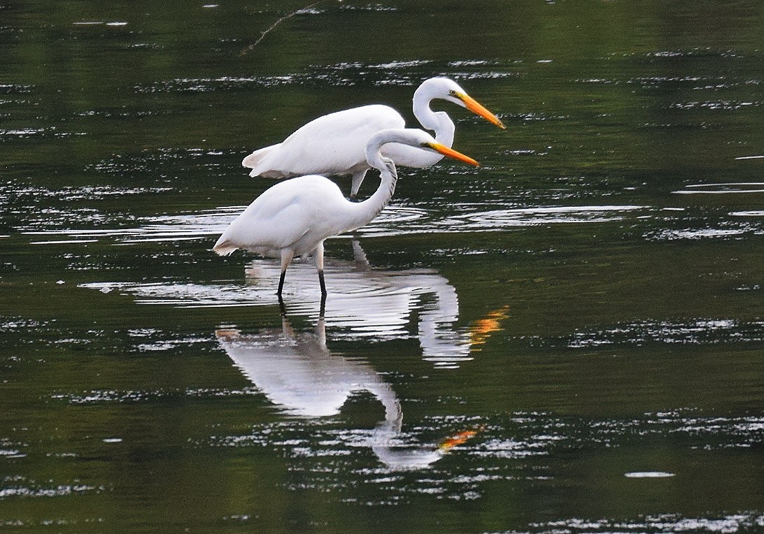 Great Egret - ML593984081