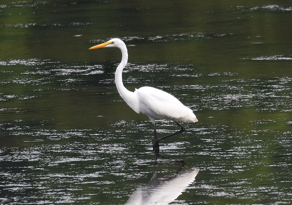 Great Egret - ML593984091