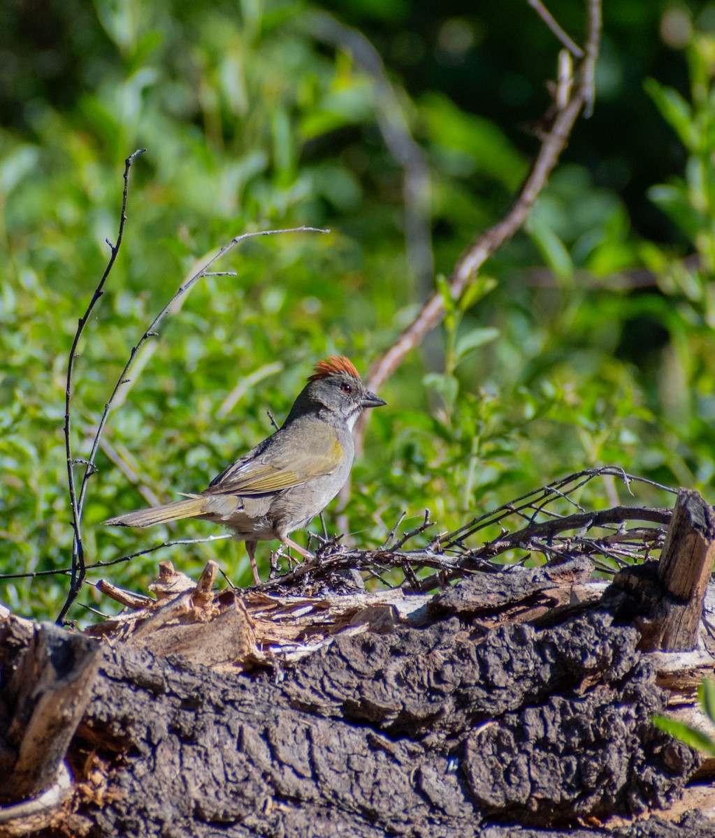 Green-tailed Towhee - ML593984171