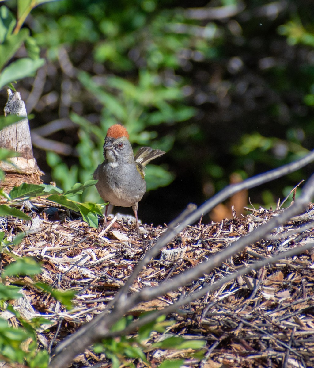 Green-tailed Towhee - ML593984191