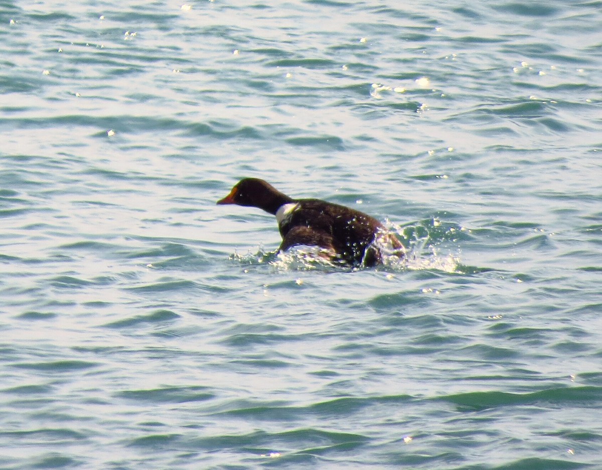 King Eider - ML59398431