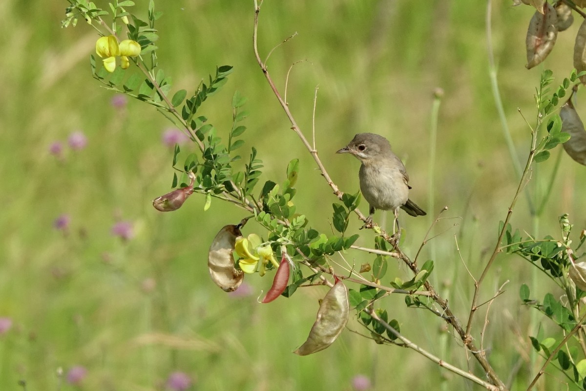 Eastern Subalpine Warbler - Vincent Rufray