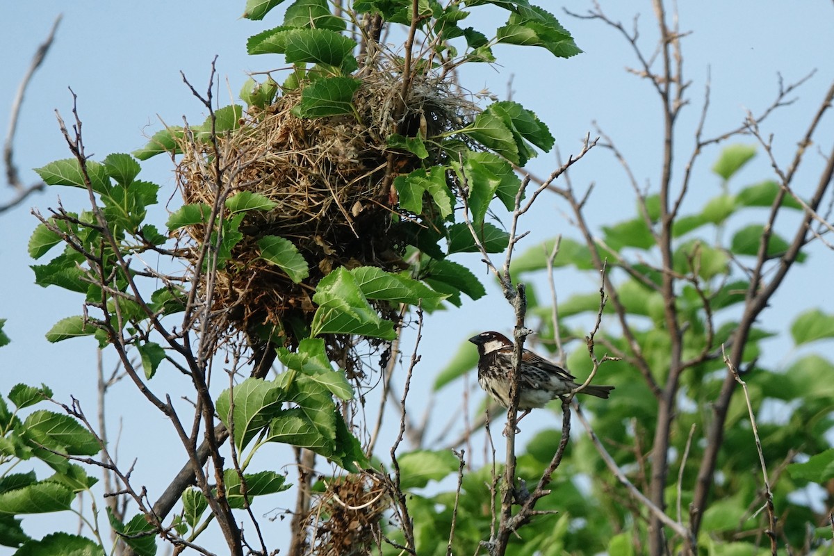 Moineau espagnol - ML593984441