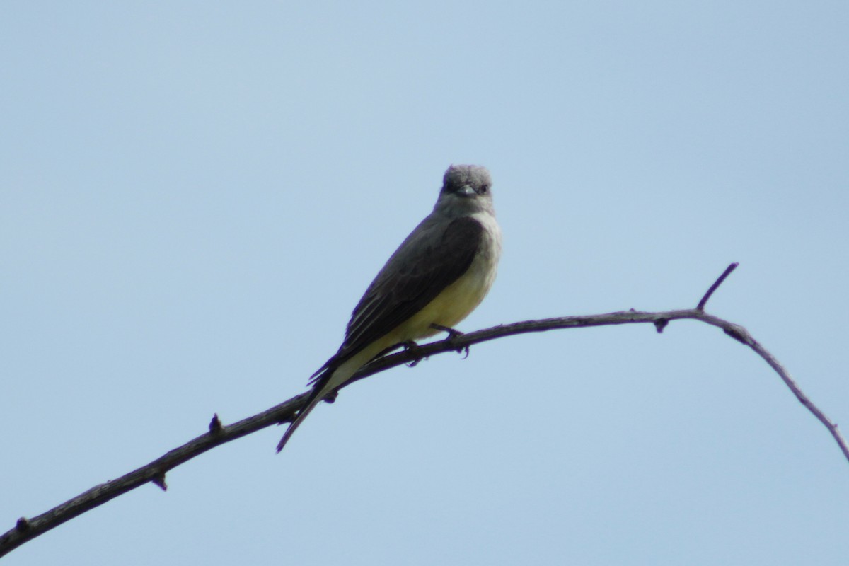 Western Kingbird - ML59398551