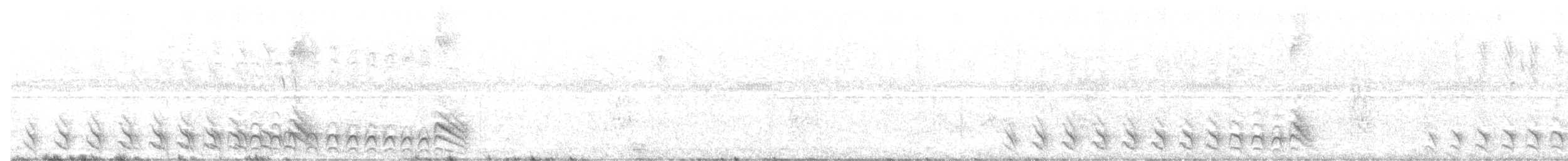 Barred Antshrike - ML593985851
