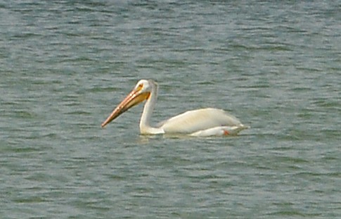American White Pelican - ML593986211
