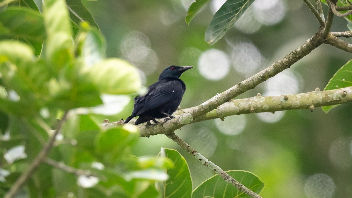 Purple-throated Cuckooshrike - Mathurin Malby