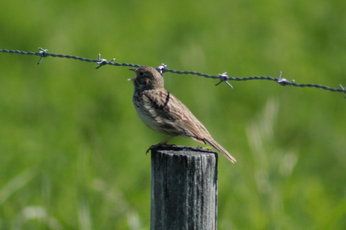 Vesper Sparrow - ML59398631