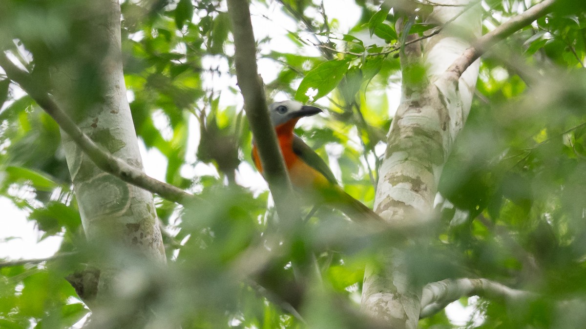 Fiery-breasted Bushshrike - Mathurin Malby