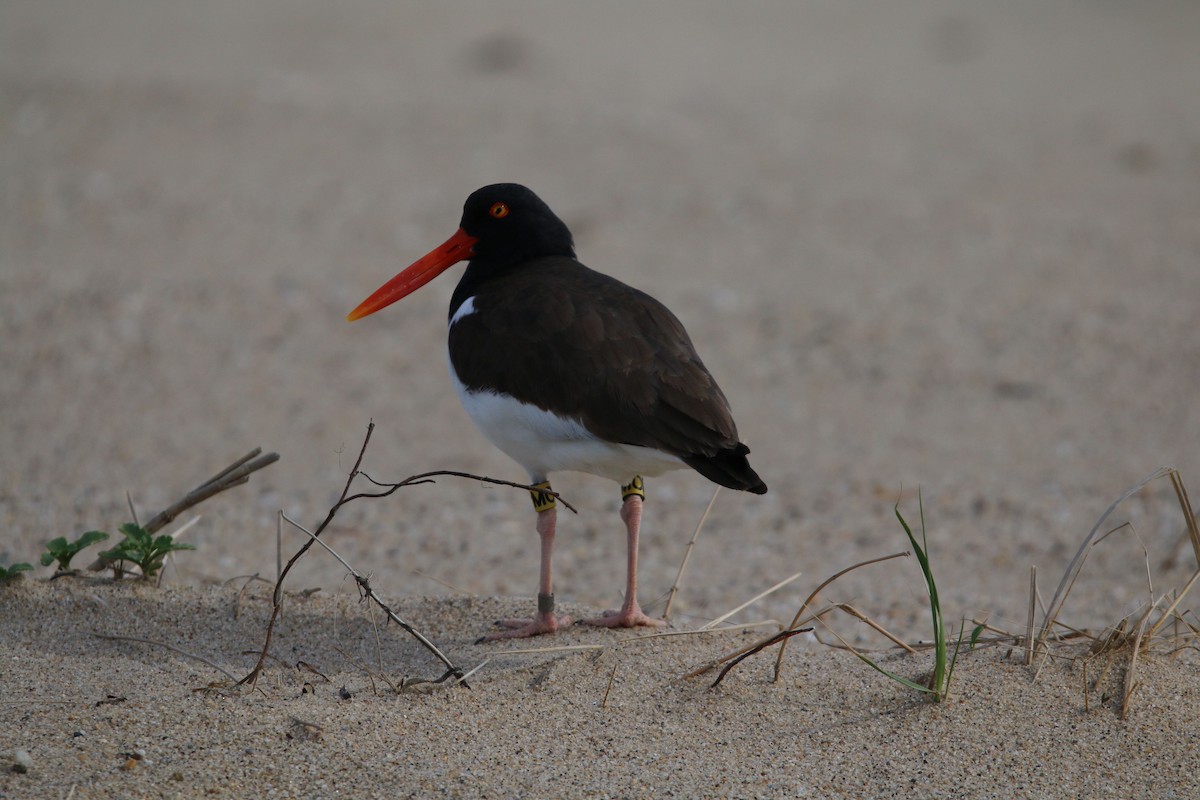 American Oystercatcher - ML59398671