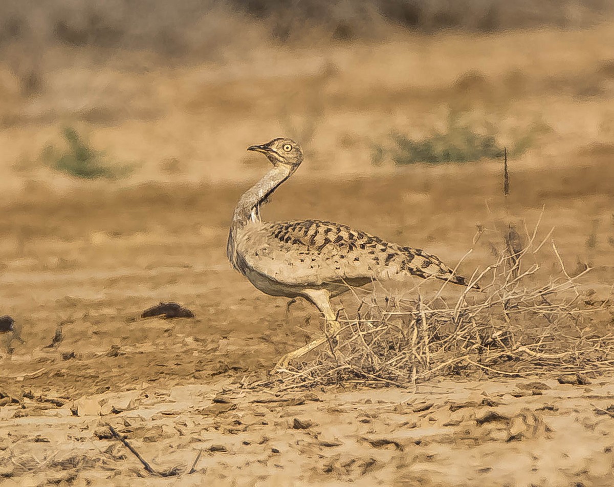 Macqueen's Bustard - ML593987501