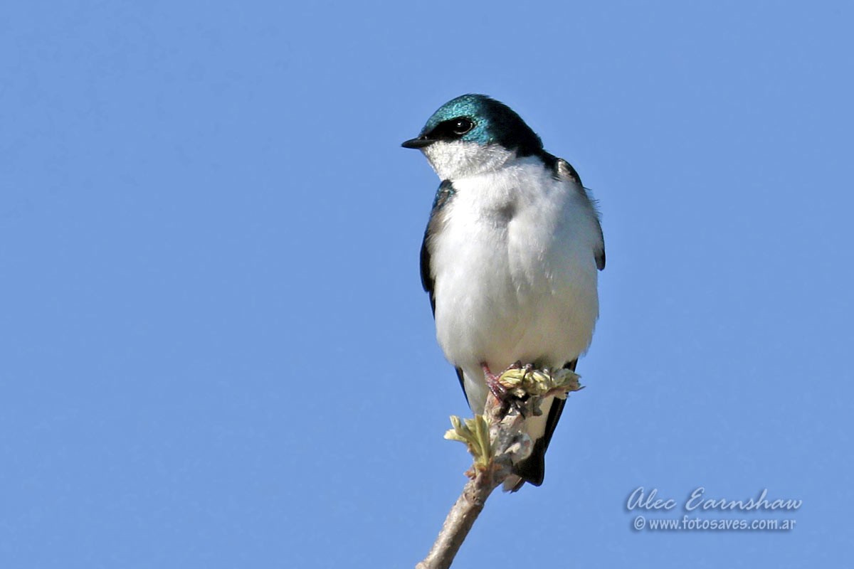 Golondrina Bicolor - ML59398761