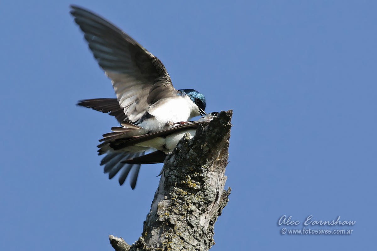 Golondrina Bicolor - ML59398781