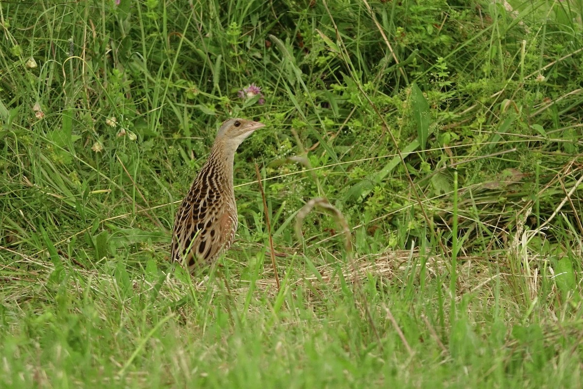 Corn Crake - ML593988221