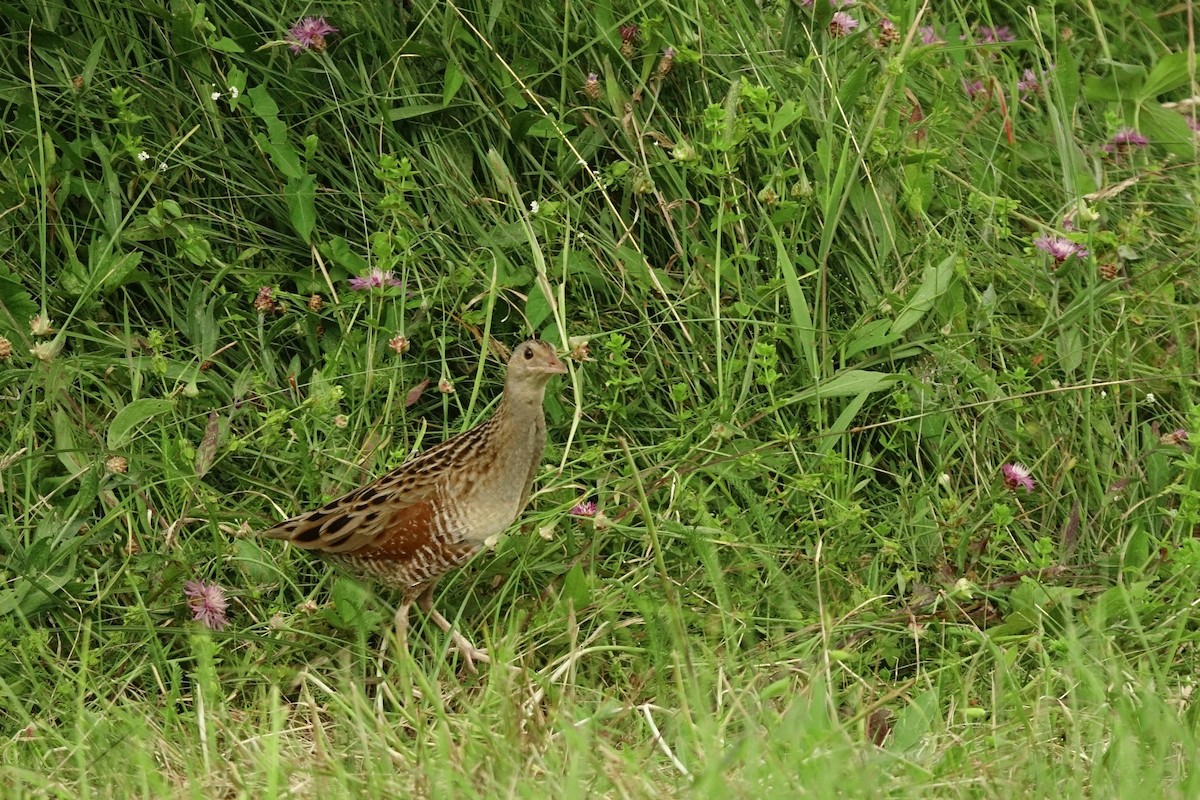 Corn Crake - Vincent Rufray