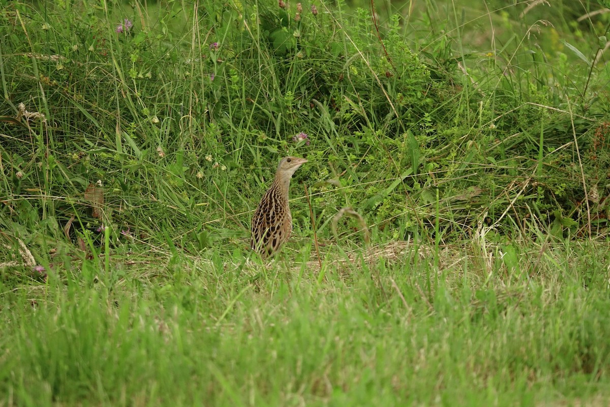 Corn Crake - Vincent Rufray