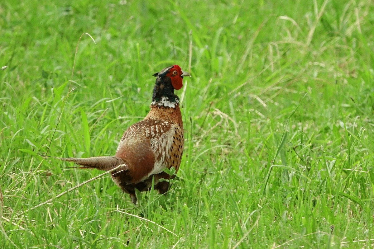 Ring-necked Pheasant - Vincent Rufray