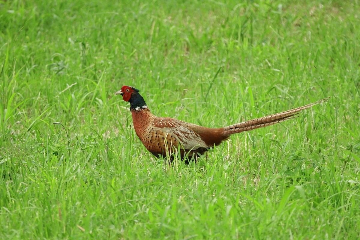 Ring-necked Pheasant - Vincent Rufray