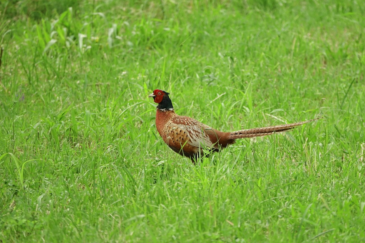 Ring-necked Pheasant - Vincent Rufray