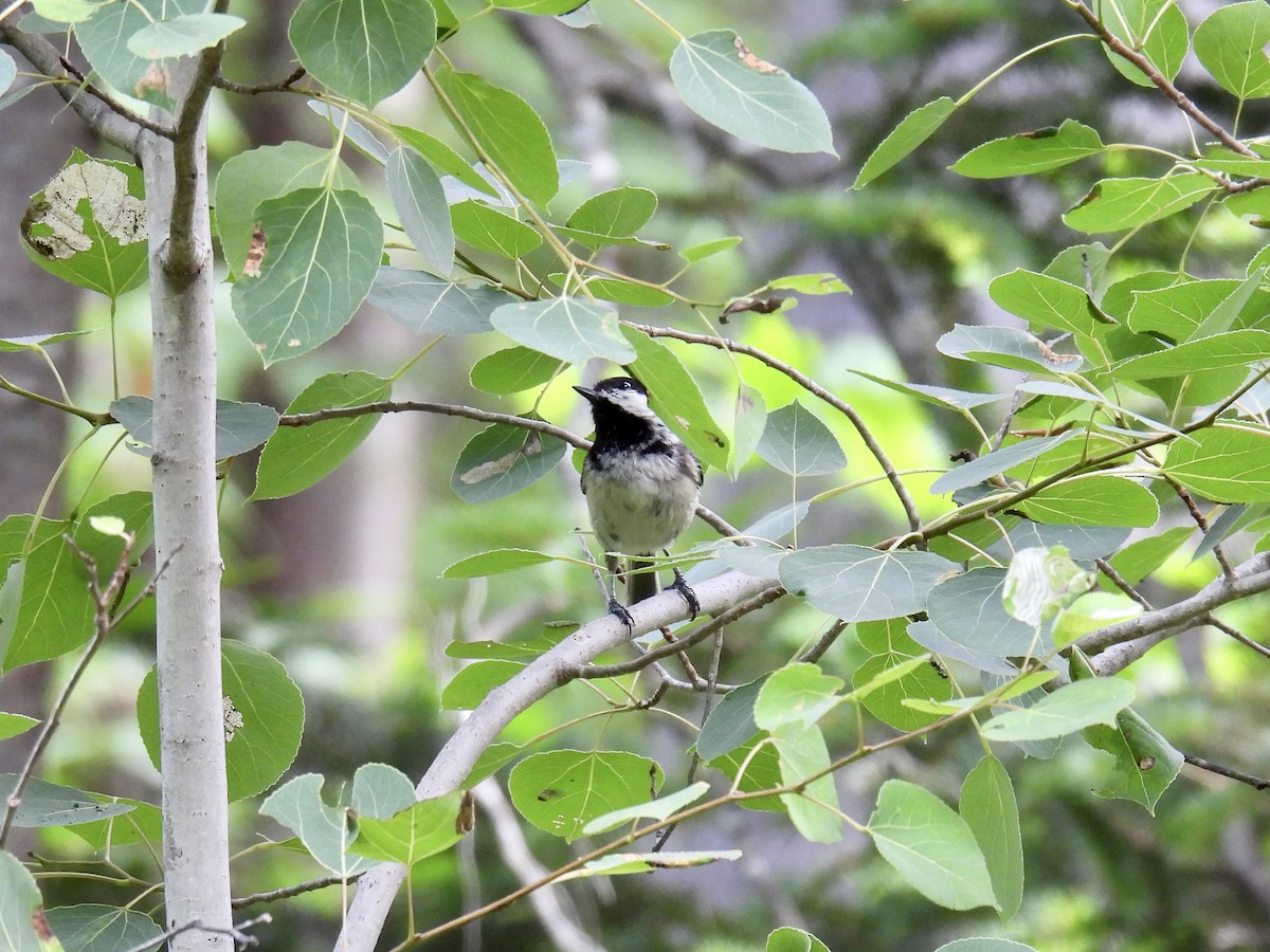 Black-capped Chickadee - ML593988761