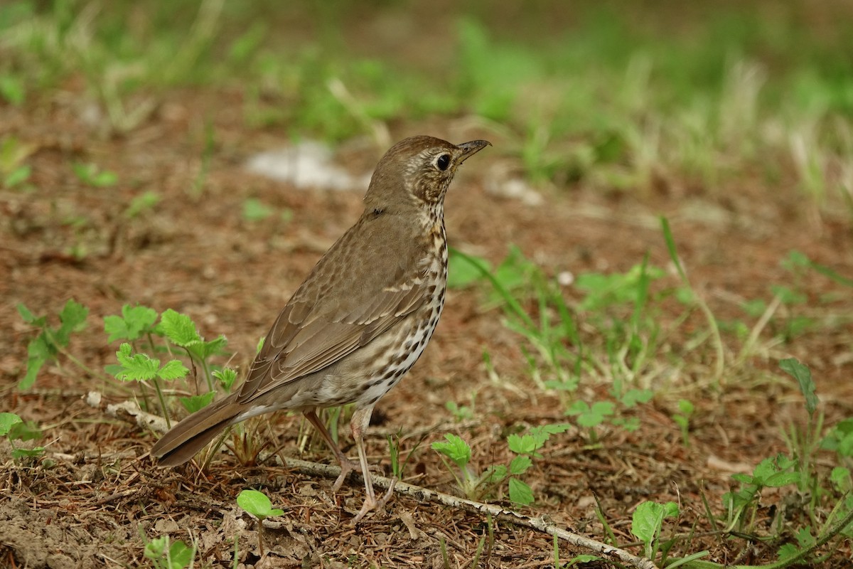 Song Thrush - Vincent Rufray