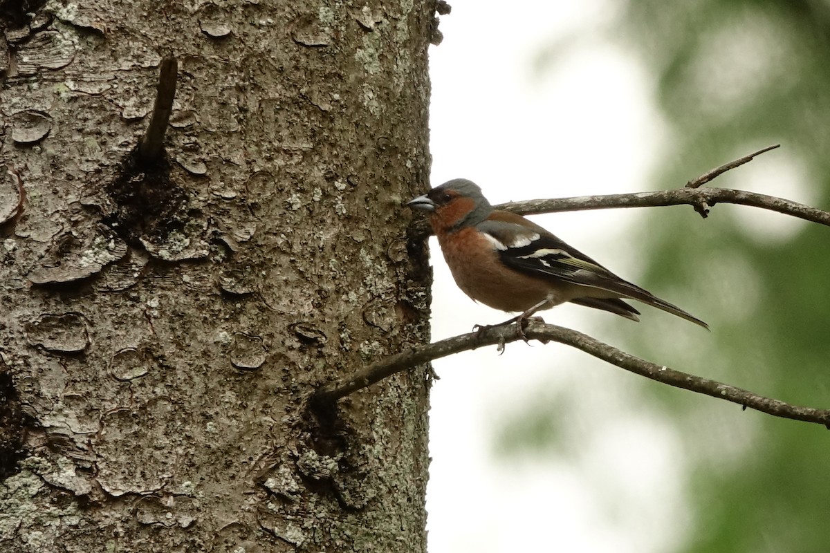 Common Chaffinch - Vincent Rufray