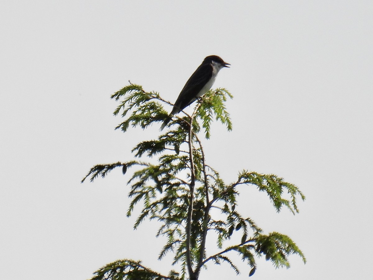 Eastern Kingbird - ML593988991