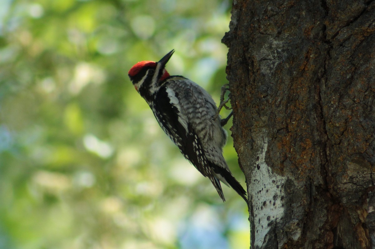 Red-naped Sapsucker - ML59398901