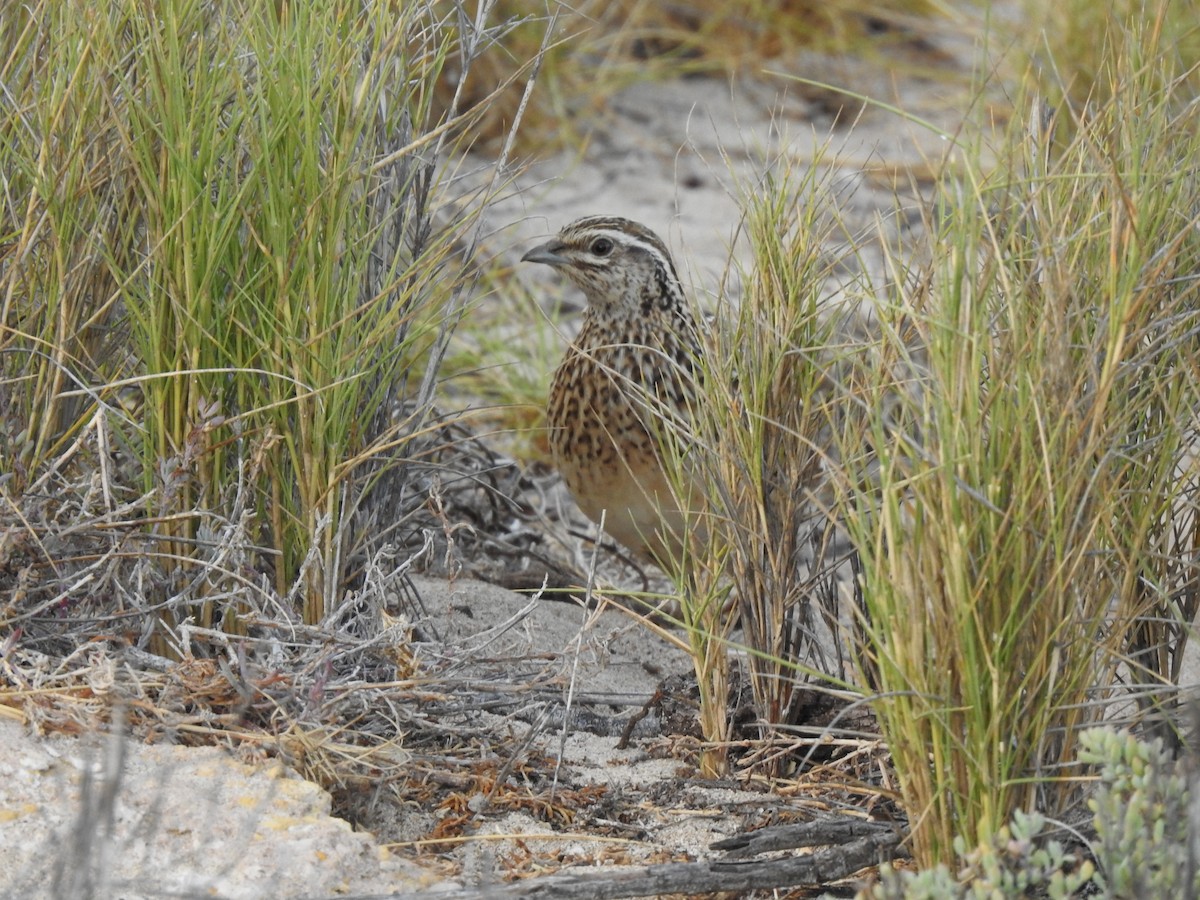 Stubble Quail - ML593989261