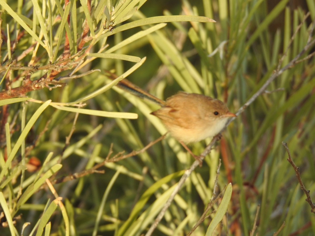 White-winged Fairywren - ML593989391